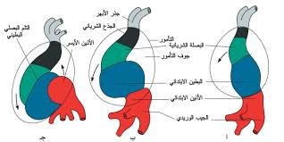 عيادة الدكتور وليد اسماعيل - جراحة قلب الاطفال