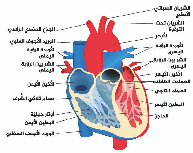 عيادة الدكتور وليد اسماعيل - جراحة قلب الاطفال